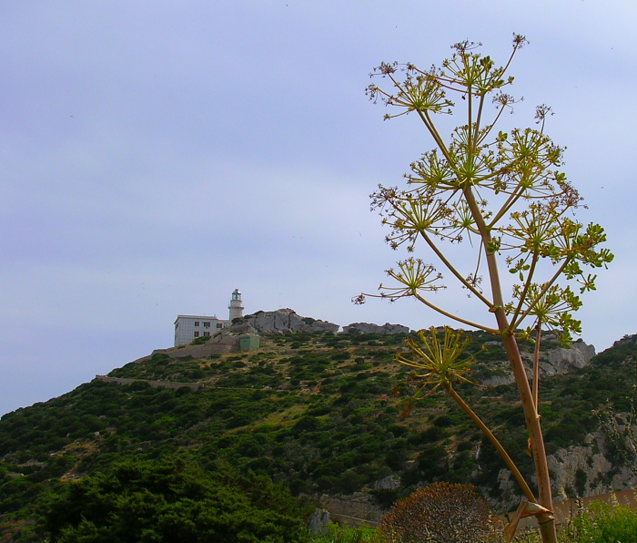 Capo Caccia 7