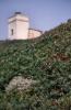 Capo Mannu 8